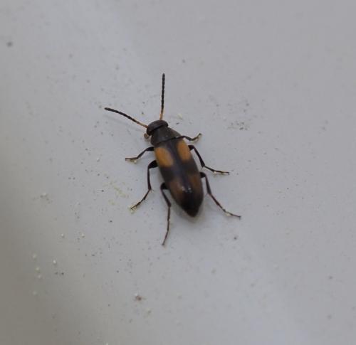 Réf. 227 632 : Anaspis fasciata